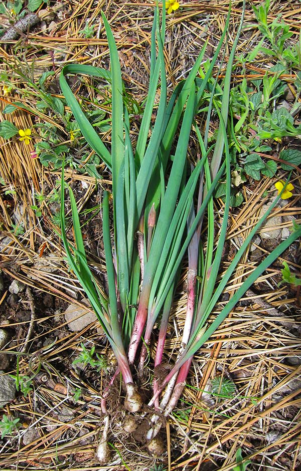 Wild Onion Plant