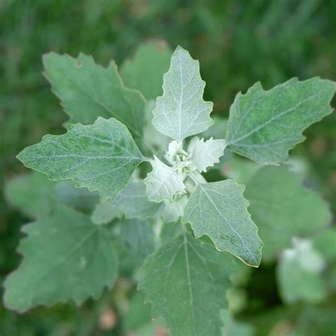 Lamb's Quarters Plant