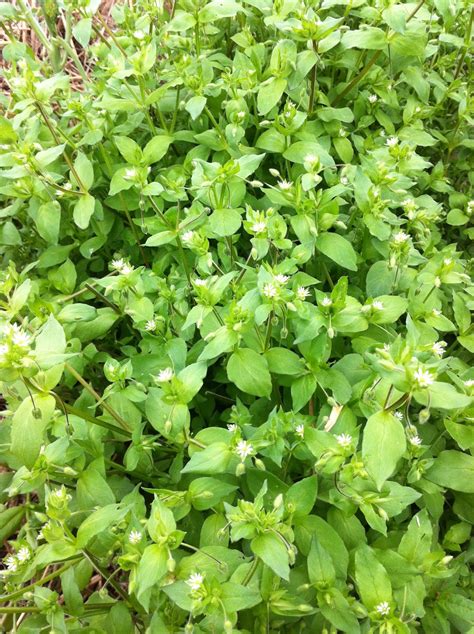 Chickweed Plant