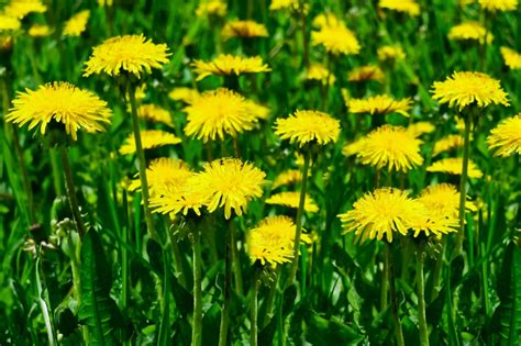 Dandelion Plant