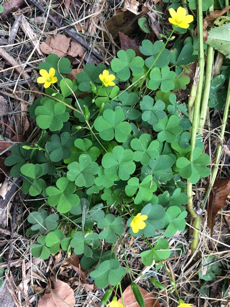 Wood Sorrel Plant